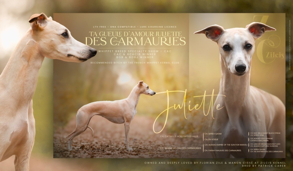 Ta gueule d'amour juliette des Carmauries