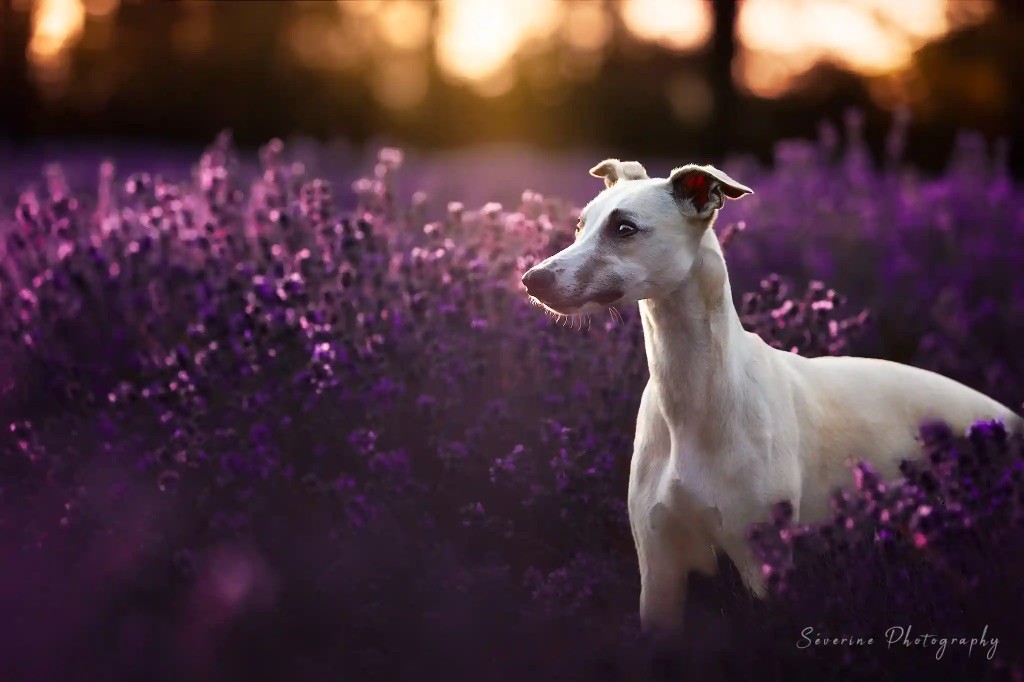 Ta gueule d'amour juliette des Carmauries