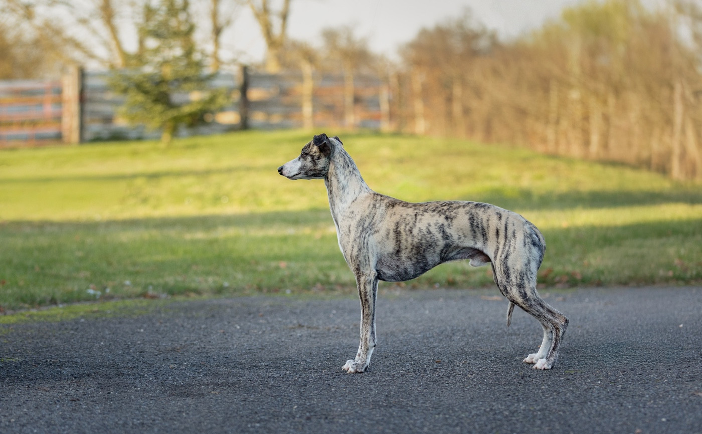 Say say say De L'Eden D'Isawan