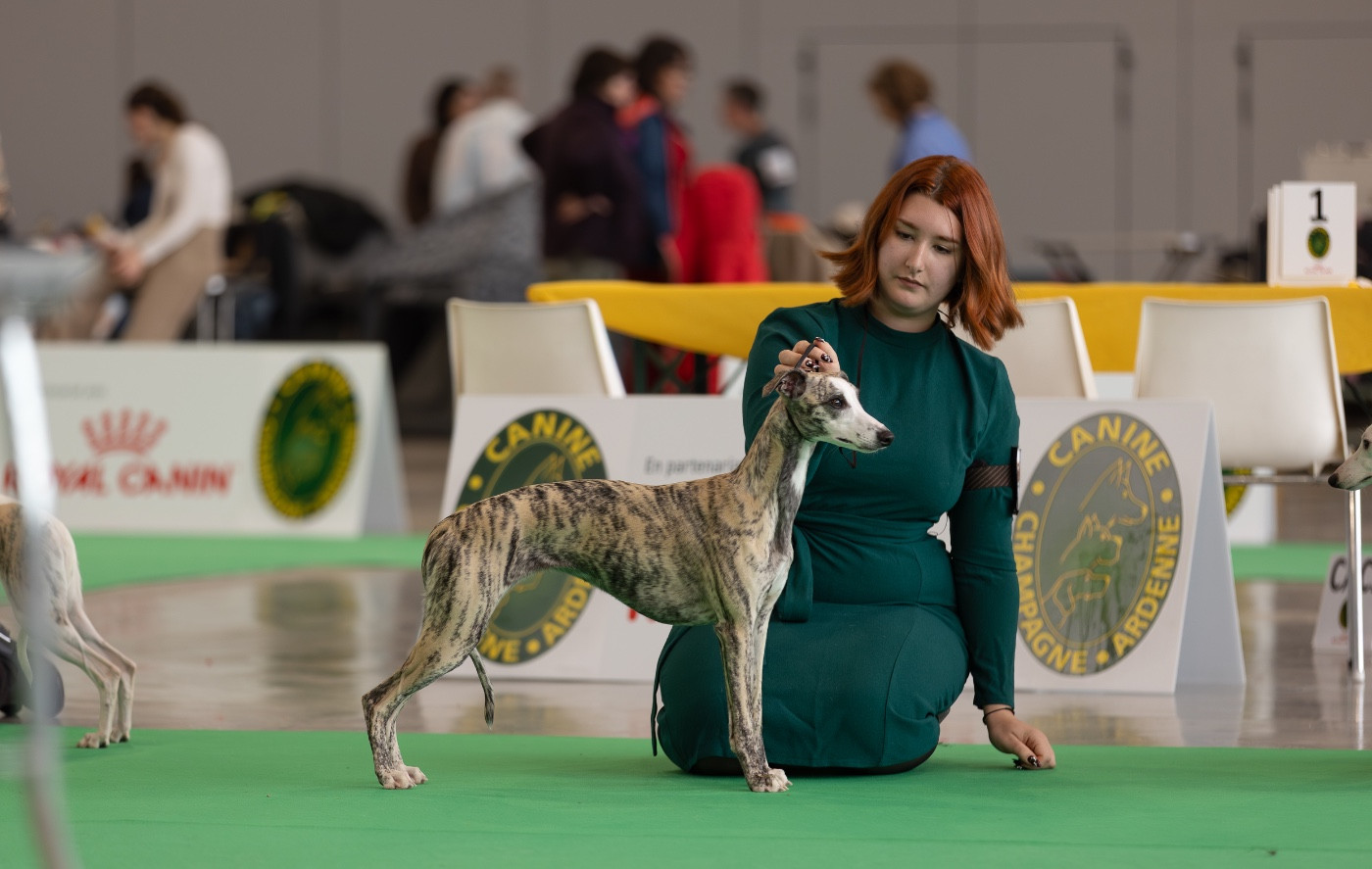 Zilcis A Lady in red