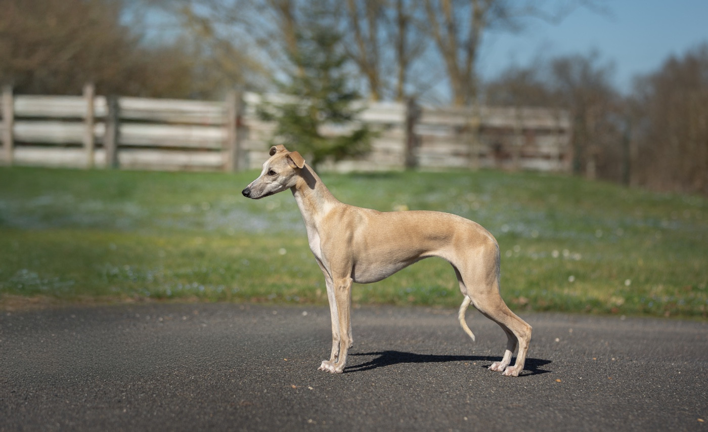 Zilcis A Queen of drama